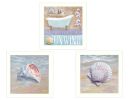 White frame "Shells II Collection" 3-Pc By Mollie B. & G. Janisse